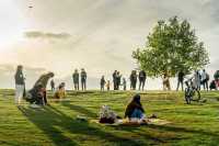 南京的樹正在刷屏