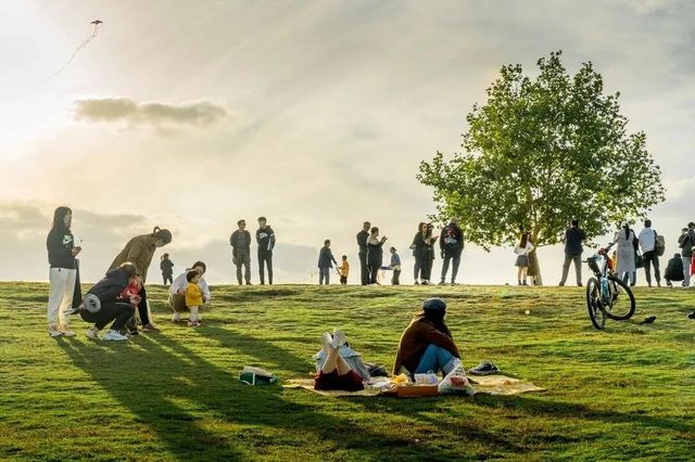 南京的樹正在刷屏