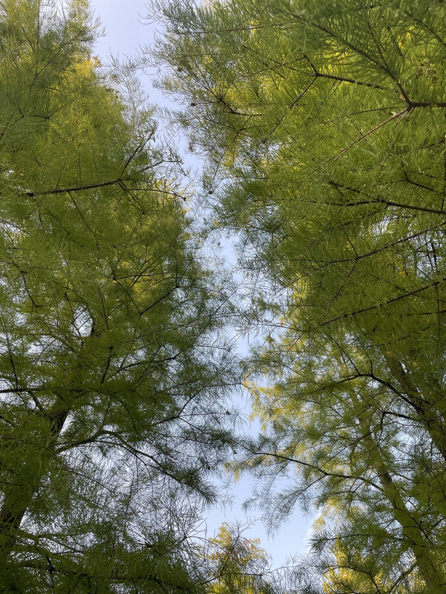 在半島世界酒店，偶遇秋日最美江濱公園