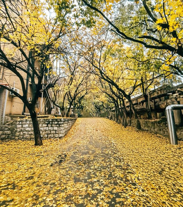 濟南賞秋全攻略,解鎖秋日限定浪漫 濟南賞秋全攻略,解鎖秋日限定浪漫