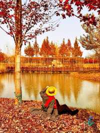 11月限定洪澤湖濕地水杉紅了無人機實拍真殺瘋了