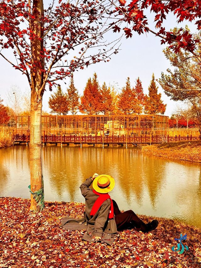 11月限定洪澤湖濕地水杉紅了無人機實拍真殺瘋了 11月限定洪澤湖濕地水杉紅了無人機實拍真殺瘋了