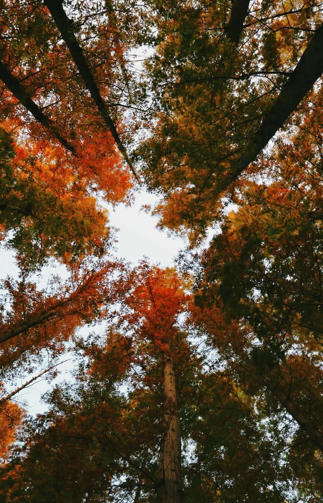 金秋童話專屬—青島中山公園