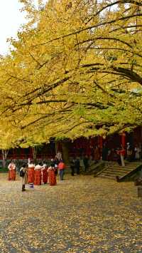 成都 1h，8 元的秋日崇州罨畫池，人間值得