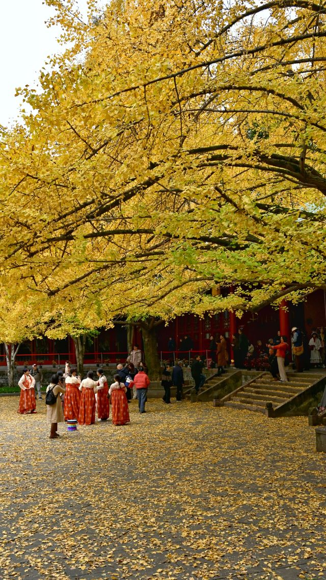 成都 1h，8 元的秋日崇州罨畫池，人間值得