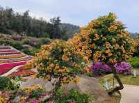 廈門植物園怒放的三角梅梯田