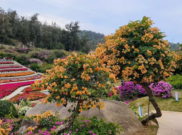 廈門植物園怒放的三角梅梯田