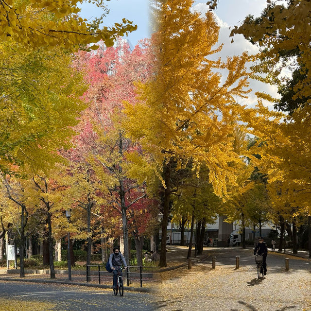 大阪隱藏銀杏秘境！99%遊客錯過