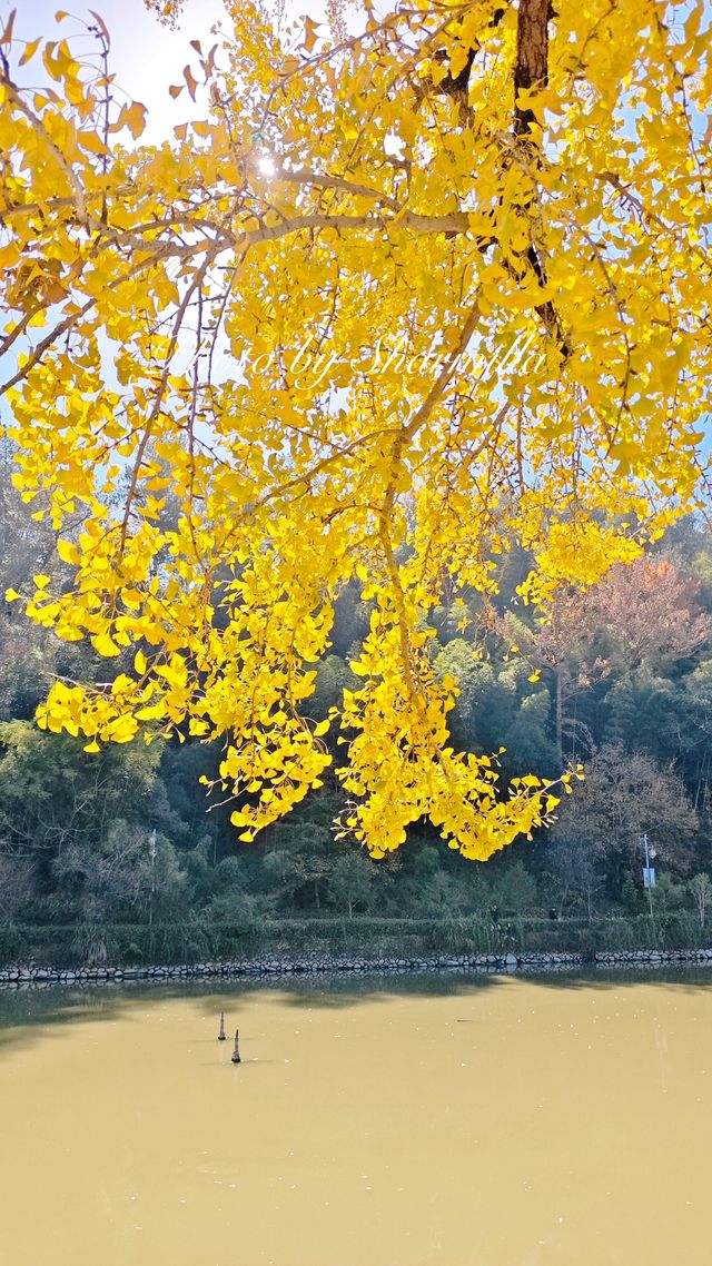 推薦溫州周邊賞銀杏的好去處 推薦溫州周邊賞銀杏的好去處