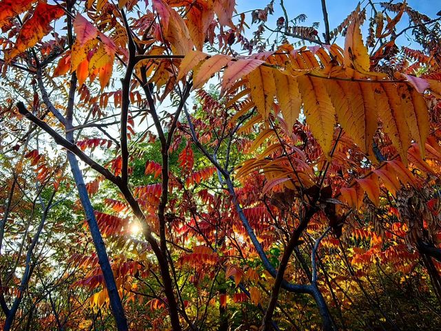 天津賞秋攻略｜這些地方才是秋天該有的樣子