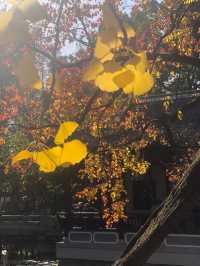 魔都賞秋必去園林