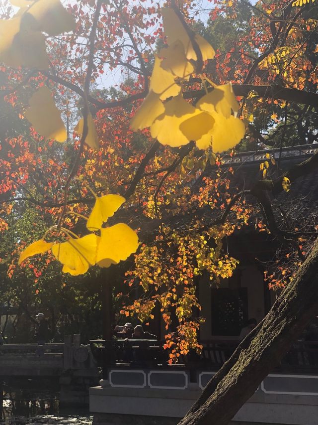 魔都賞秋必去園林