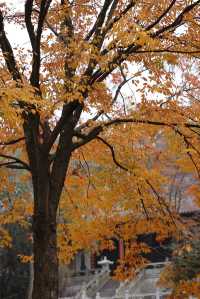 常熟小眾秘境！小雲棲寺的冬天真的美哭了！