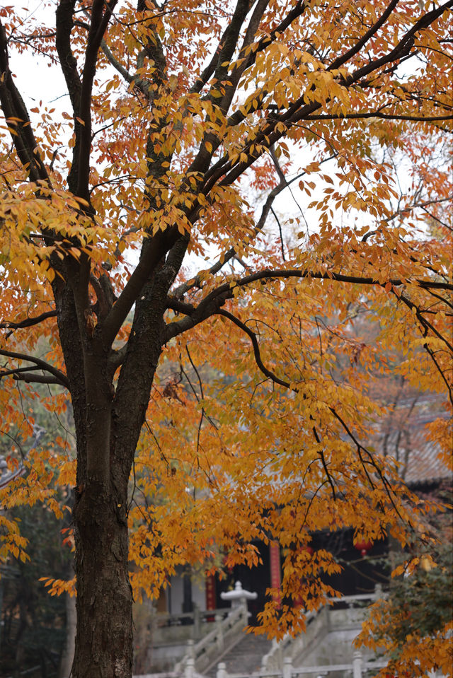 常熟小眾秘境！小雲棲寺的冬天真的美哭了！