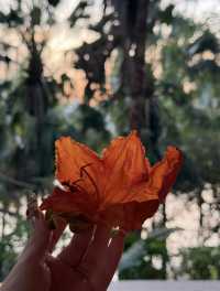 房間很大，酒店很小｜住進西雙版納的熱帶雨林裡度假