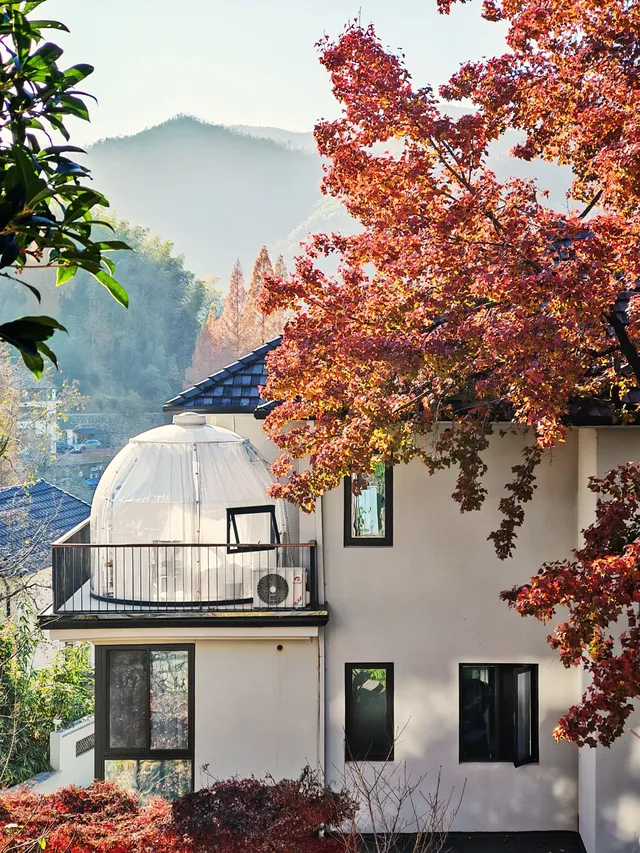 秋天又來了! 臨安指南村實況 秋天又來了! 臨安指南村實況