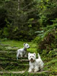 帶狗子去川西「小瑞士」阿布的若丁山|誰說川西只有稻城
