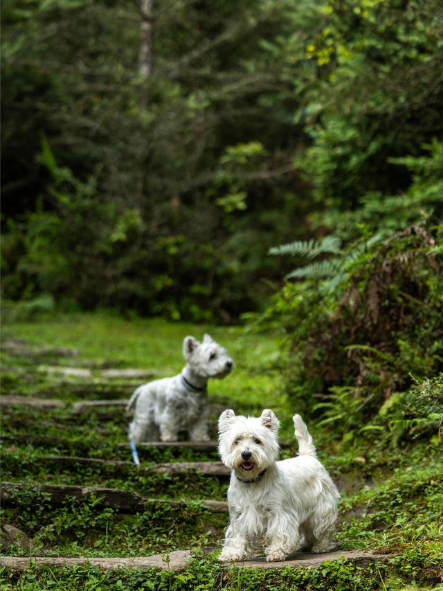 帶狗子去川西「小瑞士」阿布的若丁山|誰說川西只有稻城