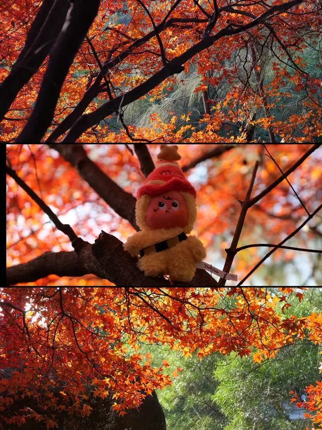 我找到了廈門的秋天 我找到了廈門的秋天