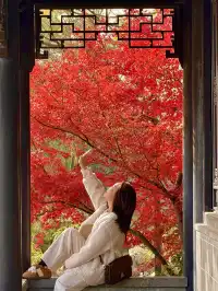 上海自駕1h賞秋紅透的楓葉真的美到封神