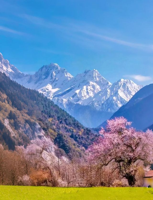 西藏林芝深度遊:邂逅雪山桃花與森林的浪漫 西藏林芝深度遊:邂逅雪山桃花與森林的浪漫
