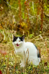 喀納斯湖 Kanas lake 天堂遺忘的地方