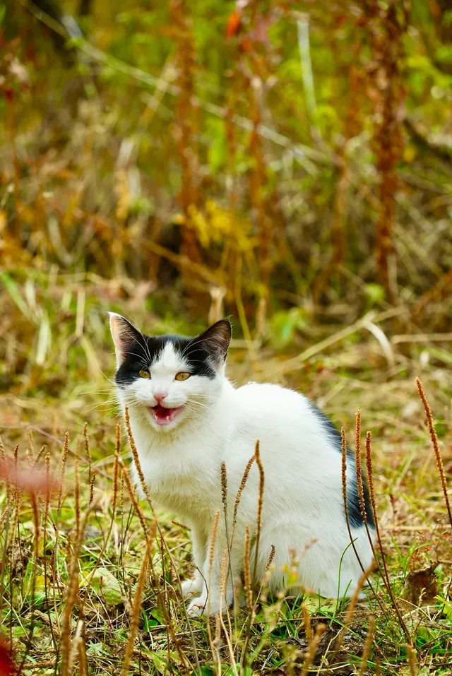 喀納斯湖 Kanas lake 天堂遺忘的地方 喀納斯湖 Kanas lake 天堂遺忘的地方