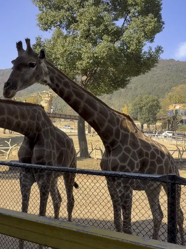 江浙滬遛娃計劃開啟第一站太湖龍之夢