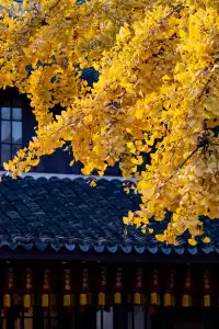 深秋的龍華寺美到無法用言語描述