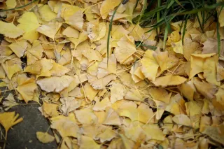 This is the must-visit spot to give up the popular ginkgo photo spots in Badaguan