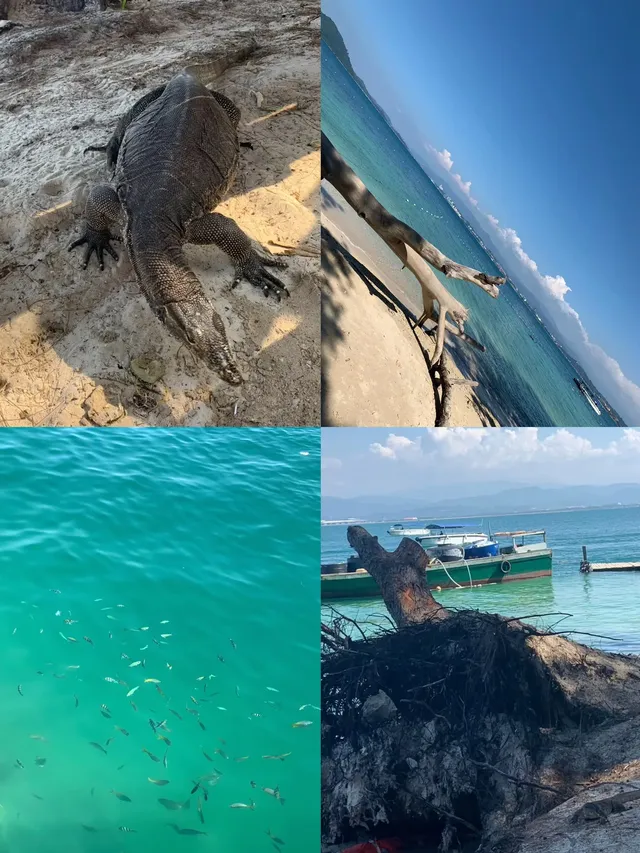 是誰在炒冷飯|杭州-馬來西亞沙巴5日遊 是誰在炒冷飯|杭州-馬來西亞沙巴5日遊