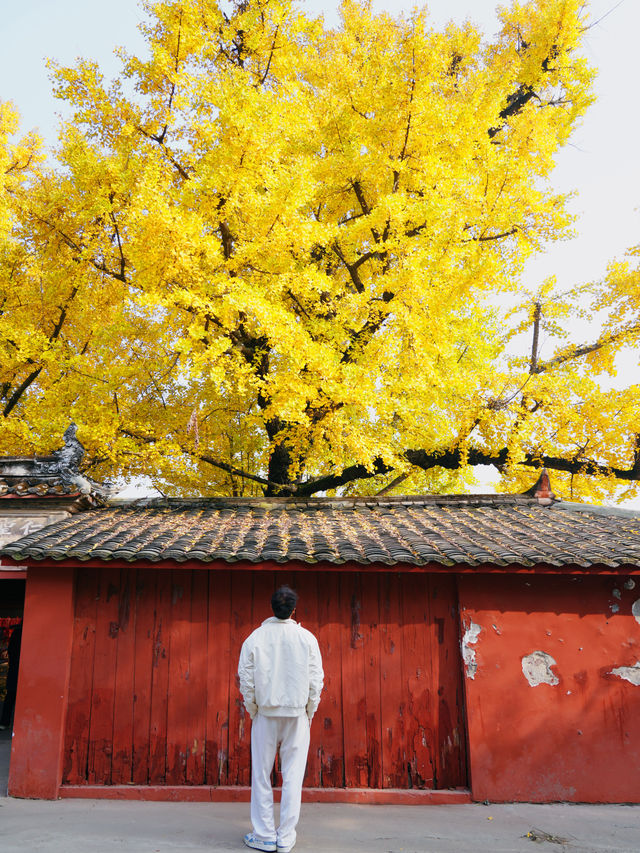 這個銀杏季，成都賞秋地圖攻略來了