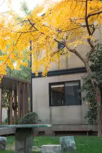 發現了！魔都市區能獨攬銀杏樹的小眾秘境！