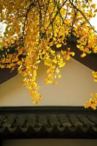 南京的梧桐項鍊 是我這輩子都夠不到的浪漫