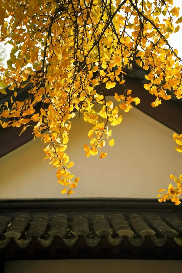 南京的梧桐項鍊 是我這輩子都夠不到的浪漫 南京的梧桐項鍊 是我這輩子都夠不到的浪漫