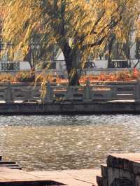 上海水下5000年｜廣富林紅楓，染透千年秋韻