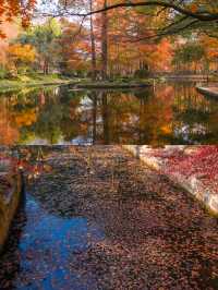 上海賞秋天花板!共青森林公園保姆級機位+路線圖,錯過等一年!