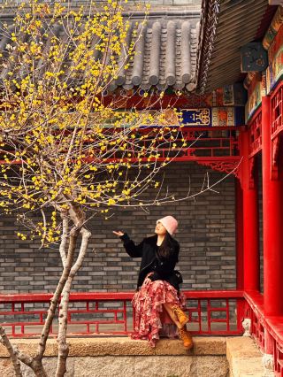 Everyone come and take photos of the wintersweet at Guangfulin and the red walls—they are so beautiful!