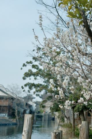 Qianlong's Spring Outing Experience