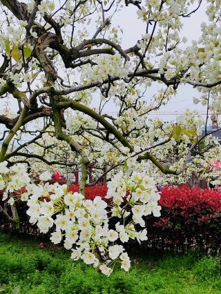 春日川北の花見