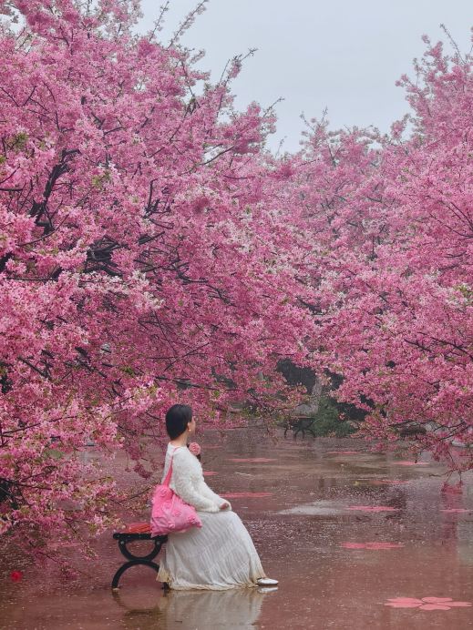 雨の日の桜鑑賞のロマンチックな秘境 | Trip.com 武漢