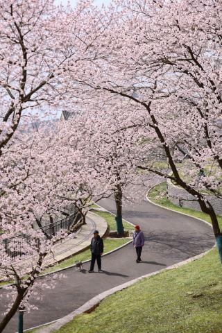 過小評価されている鄭州周辺｜伏羲山での春の散策はとても癒されます