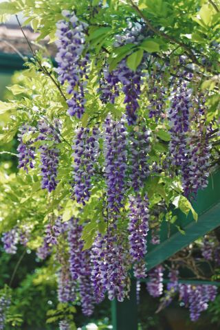 Wisteria Flower Viewing Guide in Kunming City|A Spring Date with Purple Haze