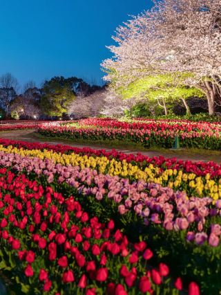 チューリップの花海のベストライト