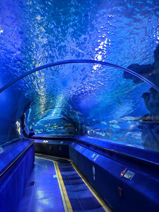 アクアブルーな擬宝珠オルゴナイト❷♩¨̮⑅* 2026 Blue Zoo Beijing Достопримечательность: идеи и рекомендации