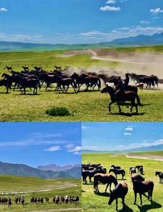The wild beauty of thousands of horses galloping under the Qilian Mountains at Shandan Military Horse Ranch