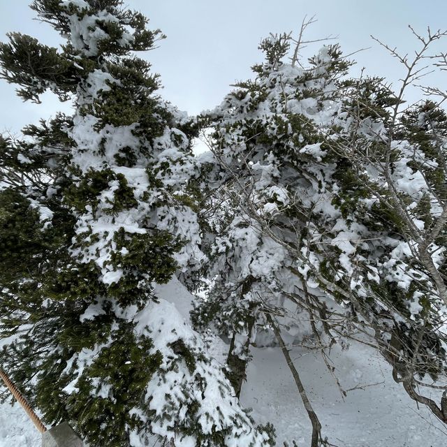 한라산의 꽃☃️❄️ 겨울의 영실코스⛰️