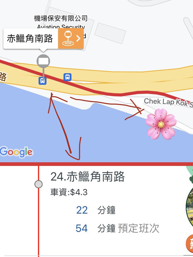 香港賞櫻花🌸😍 香港賞櫻花🌸😍