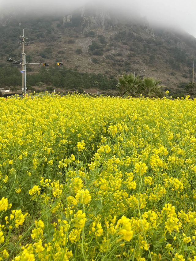 산방산뷰 제주 유채꽃밭을 소개합니다! 🌼