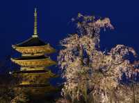 【京都市】五重塔と桜の饗宴🌸